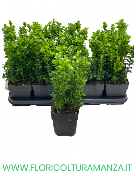 BUXUS SEMPERVIRENS ROTUNDIFOLIA VASO 12