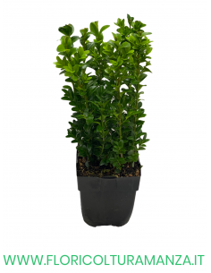 BUXUS SEMPERVIRENS ROTUNDIFOLIA VASO 12 2