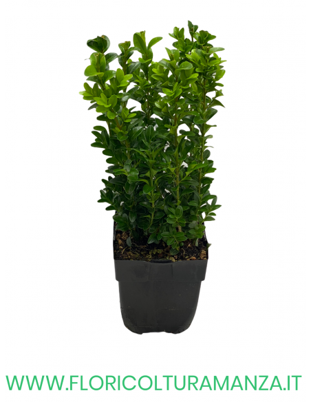 BUXUS SEMPERVIRENS ROTUNDIFOLIA VASO 12