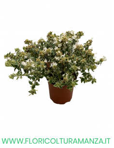 Abelia variegata Confetti VASO 15
