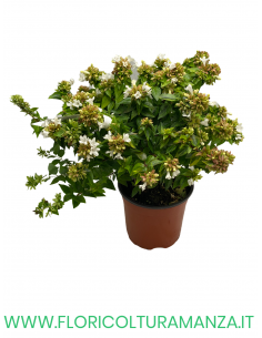 Abelia variegata Confetti VASO 15 2