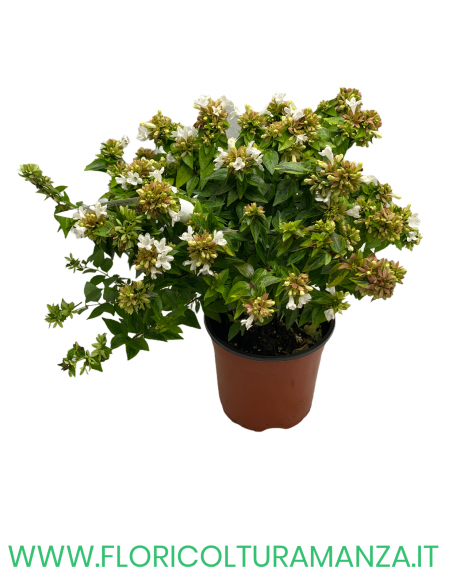 Abelia variegata Confetti VASO 15
