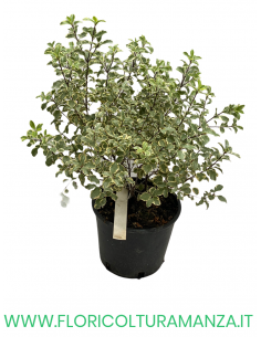 PITTOSPORUM TENUIFOLIUM VASO 18