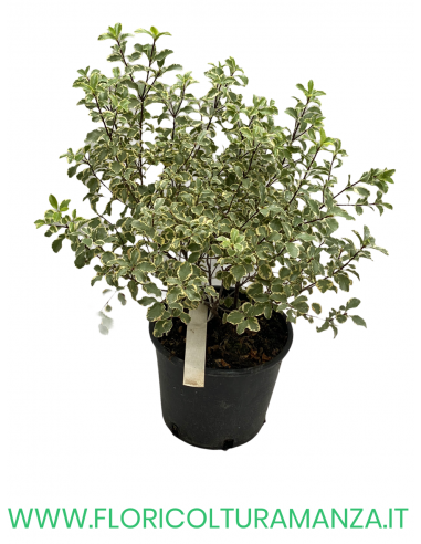 PITTOSPORUM TENUIFOLIUM VASO 18