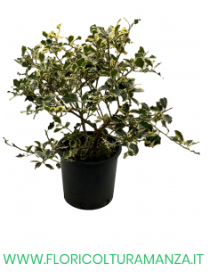 ILEX AQUIFOLIUM VARIEGATO VASO 30
