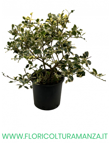 ILEX AQUIFOLIUM VARIEGATO VASO 30