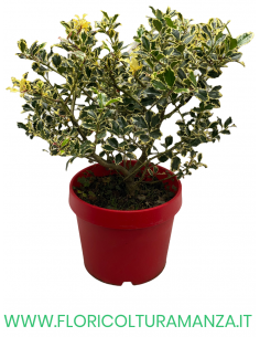 ILEX AQUIFOLIUM VARIEGATO VASO 35