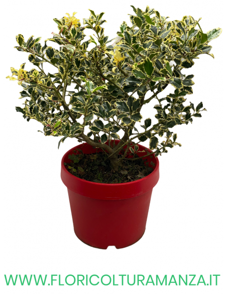 ILEX AQUIFOLIUM VARIEGATO VASO 35