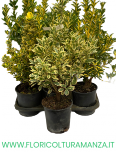EUONYMUS JAPONICUS VASO 16