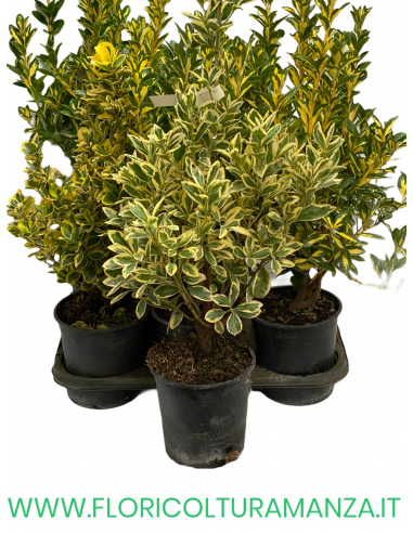 EUONYMUS JAPONICUS VASO 16