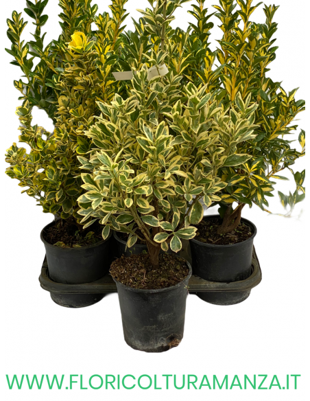 EUONYMUS JAPONICUS VASO 16
