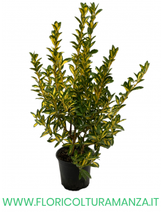 EUONYMUS JAPONICUS VASO 16 2