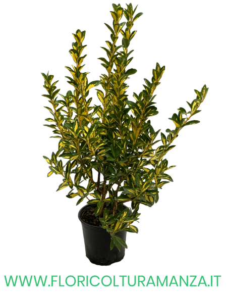 EUONYMUS JAPONICUS VASO 16