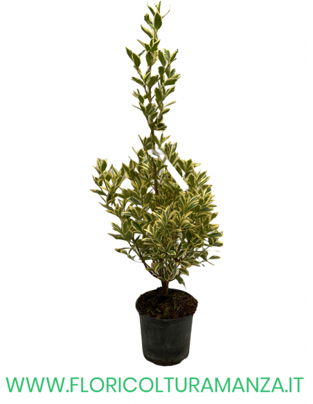 EUONYMUS JAPONICUS VASO 16