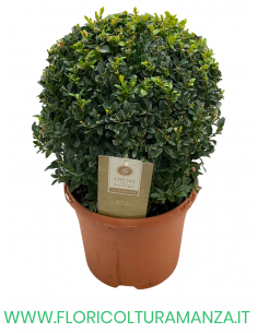 BUXUS SEMPERVIRENS A PALLA VASO 25