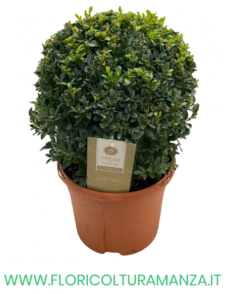 BUXUS SEMPERVIRENS A PALLA VASO 25