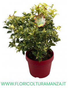 OSMANTHUS HETEROPHYLLUS  TRICOLOUR VASO 27