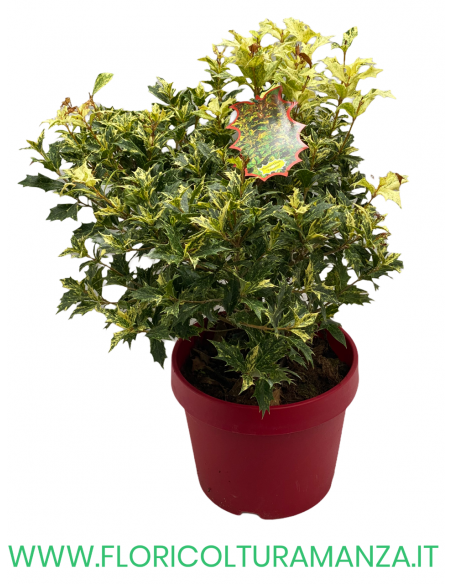 OSMANTHUS HETEROPHYLLUS  TRICOLOUR VASO 27