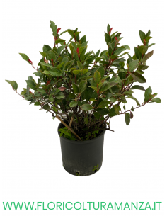 PHOTINIA NANA VASO 18