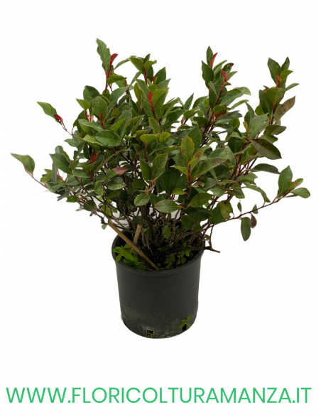 PHOTINIA NANA VASO 18