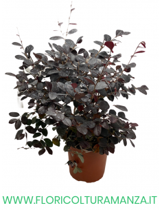 LOROPETALUM CHINENSE VASO 17