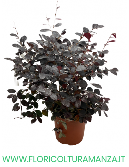 LOROPETALUM CHINENSE VASO 17