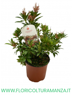 PIERIS JAPONICA VASO 14