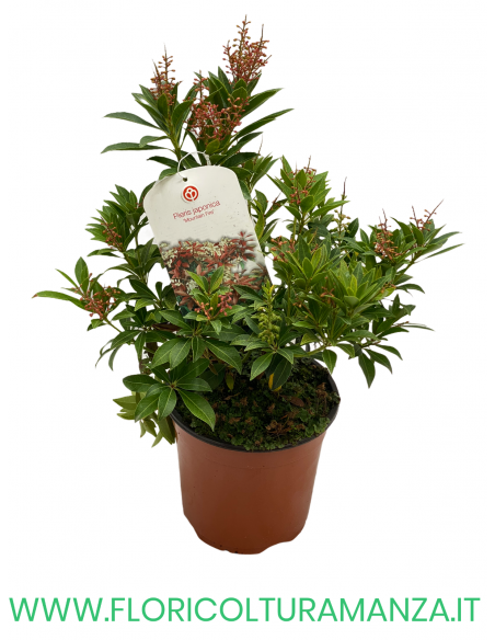 PIERIS JAPONICA VASO 14