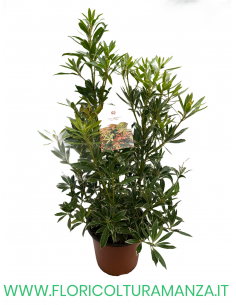 PIERIS JAPONICA VASO 22