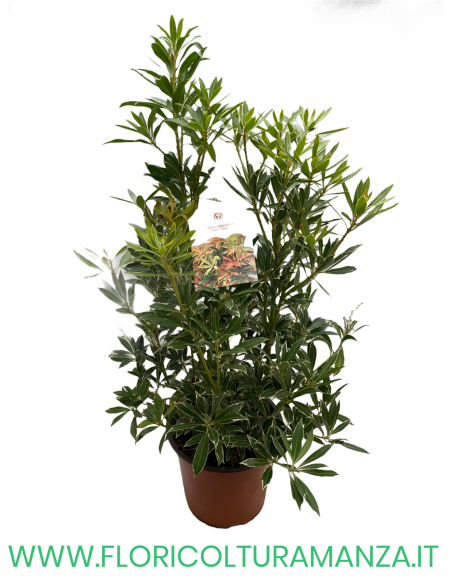 PIERIS JAPONICA VASO 22