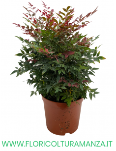 NANDINA COMPATTA VASO 22
