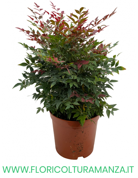 NANDINA COMPATTA VASO 22