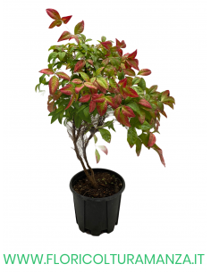 NANDINA  FIRE POWER VASO 17