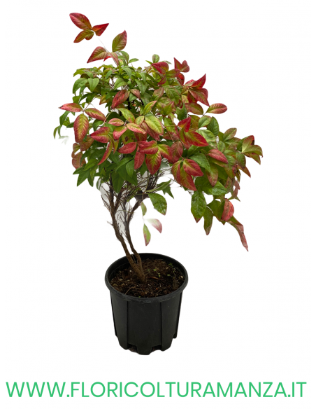 NANDINA  FIRE POWER VASO 17