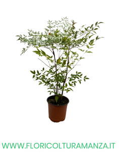 NANDINA   VASO 17
