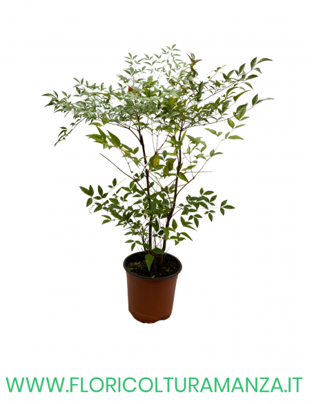 NANDINA   VASO 17
