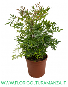 NANDINA   VASO 25