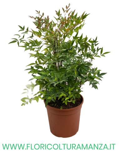 NANDINA   VASO 25