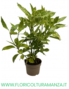AUCUBA JAPONICA VASO 17