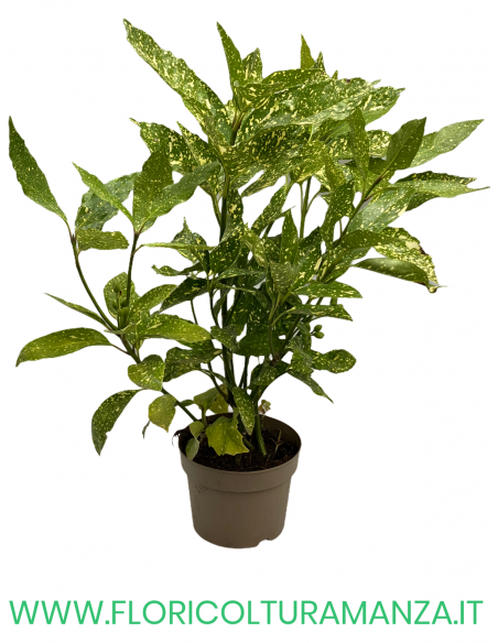 AUCUBA JAPONICA VASO 17