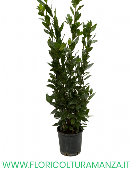 LAURUS NOBILIS ALLORO VASO 18