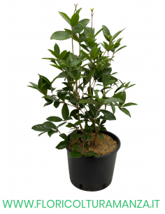 OSMANTHUS FRAGRANS (OLEA FRAGRANS) VASO 25