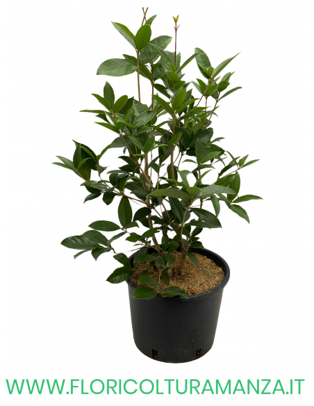 OSMANTHUS FRAGRANS (OLEA FRAGRANS) VASO 25