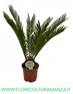 CYCAS REVOLUTA VASO 17