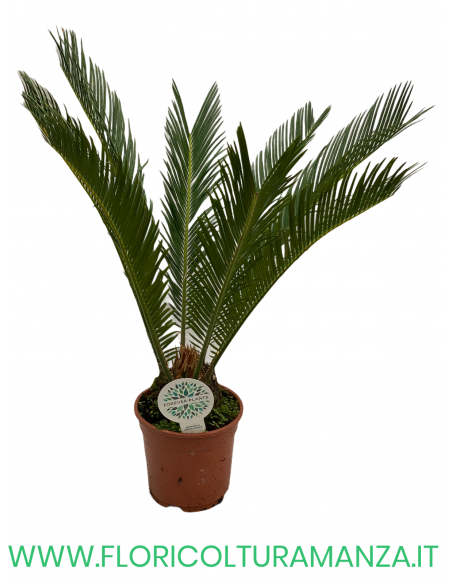 CYCAS REVOLUTA VASO 17