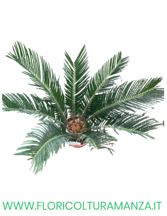 CYCAS REVOLUTA VASO 17 2