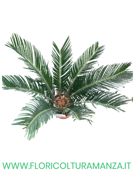 CYCAS REVOLUTA VASO 17