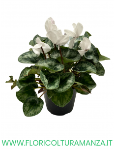 CICLAMINO VASO 14