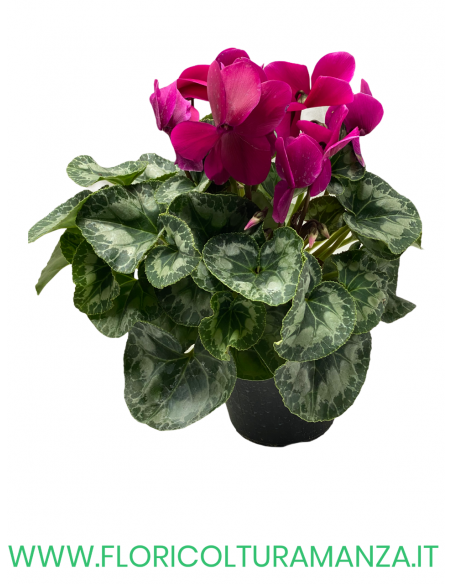 CICLAMINO VASO 14