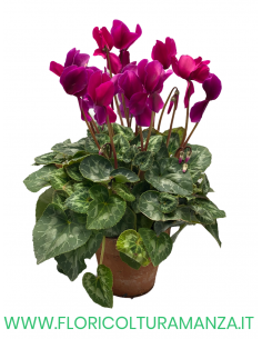 CICLAMINO SAN REMO VASO COTTO  16
